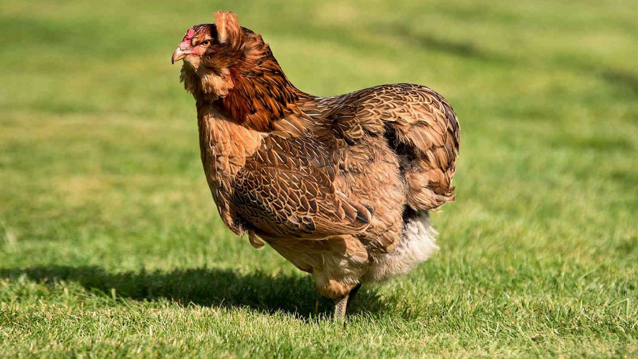 Курица Араукана, фото