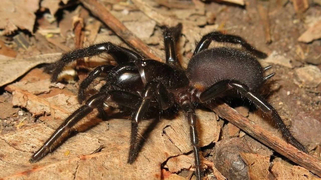 Сиднейский воронковый паук, фото