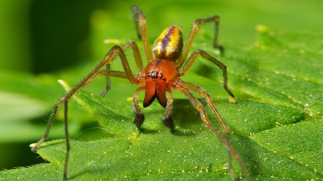 Желтосумный колющий паук, фото