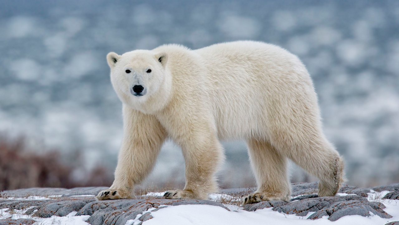 Животное Белый медведь, фото