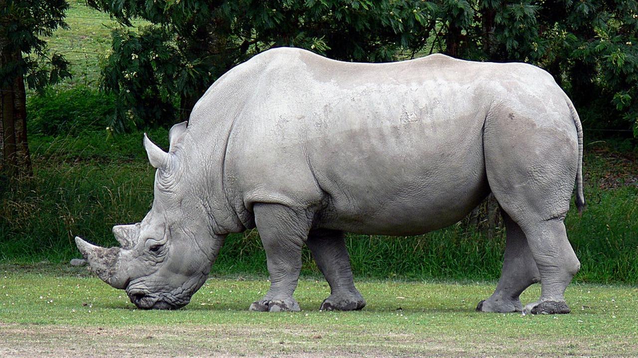 Животное Белый носорог, фото