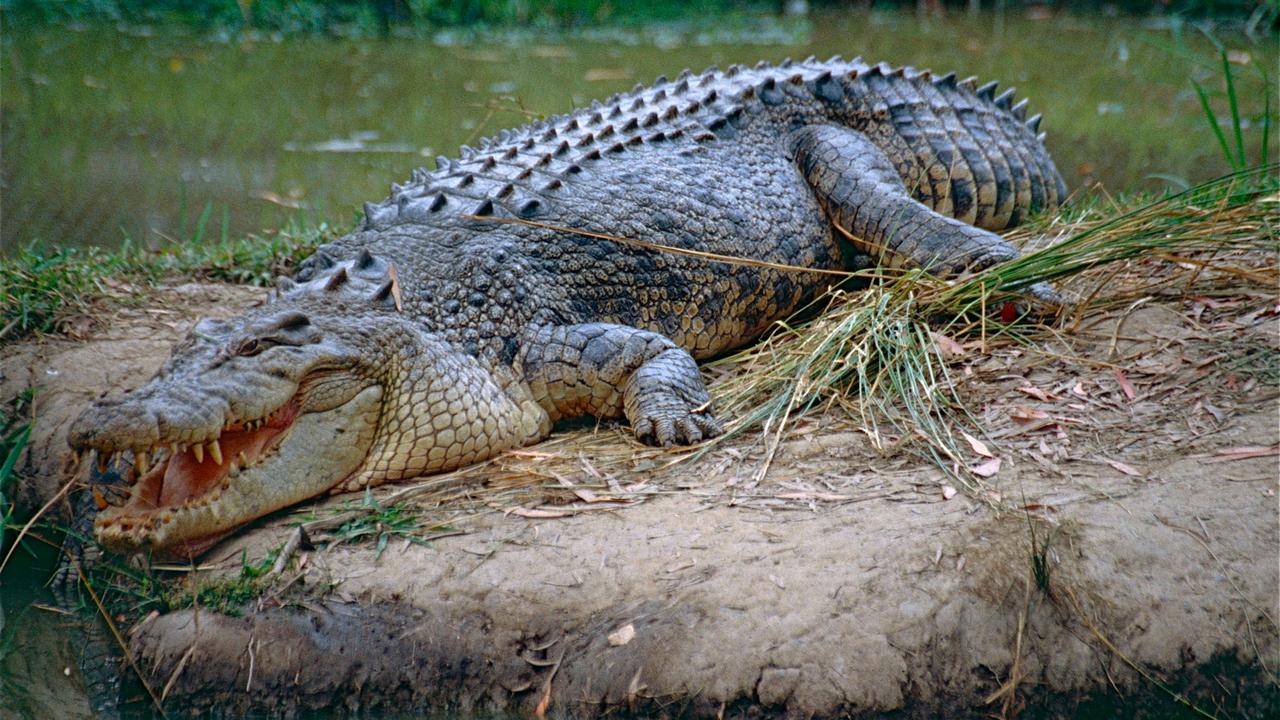 Животное Гребнистый крокодил, фото