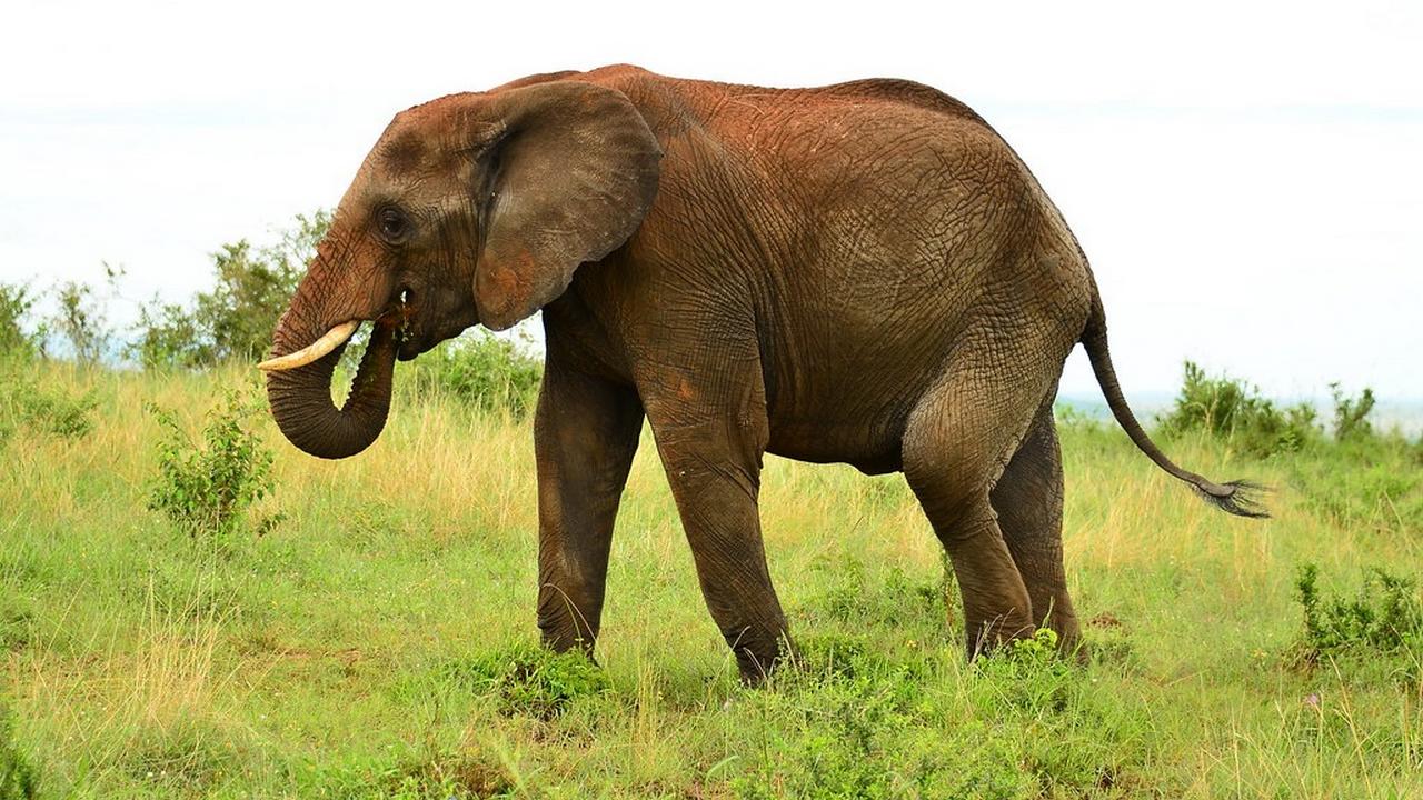Животное Саванный слон, фото