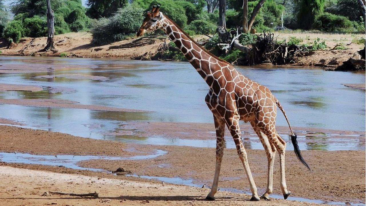Животное Жираф, фото