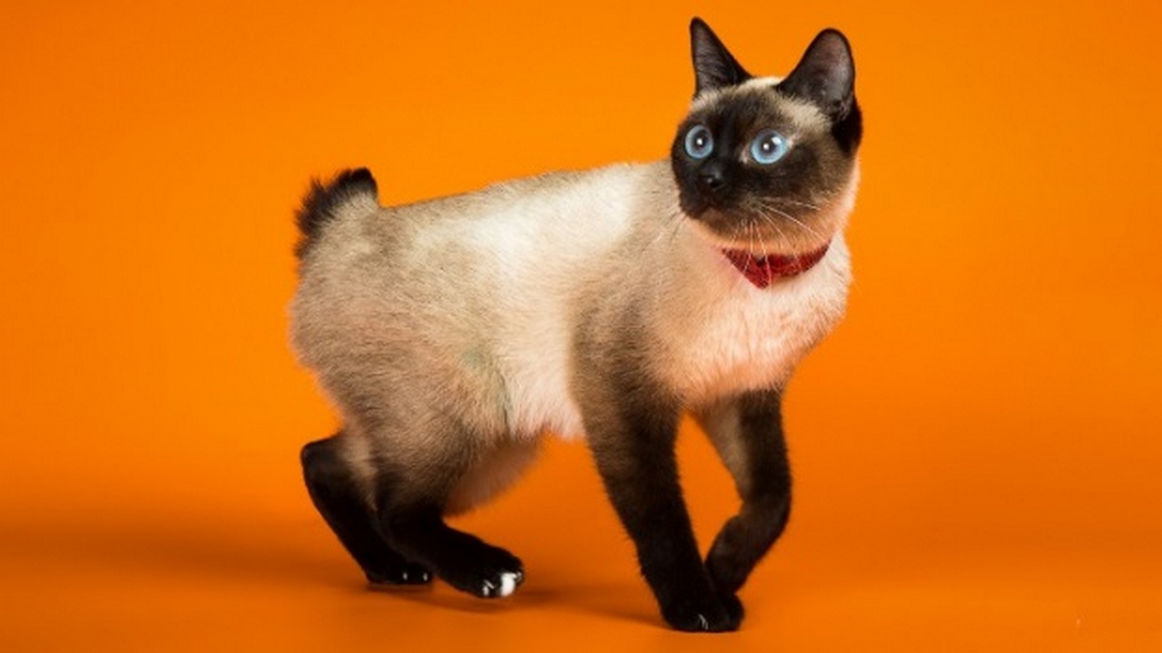 Порода кошек Скиф-той-боб, фото