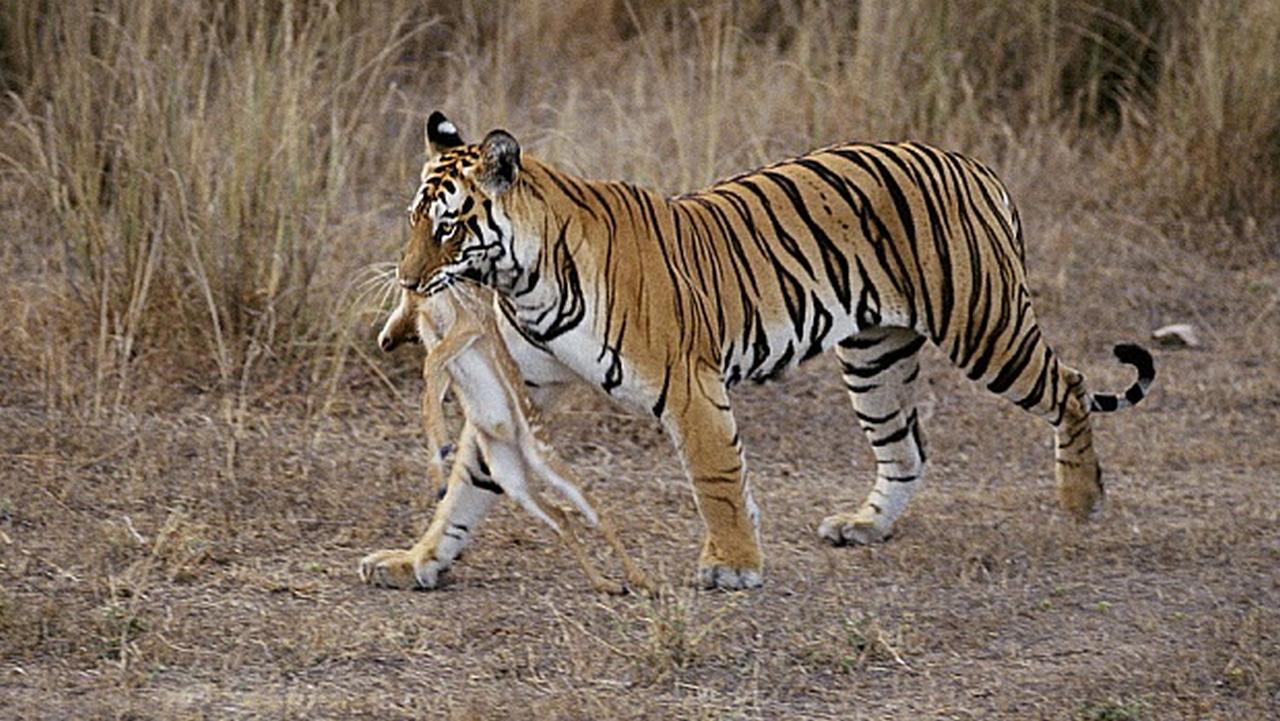 Как кусает бенгальский тигр, фото