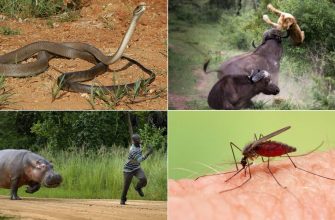 Самые опасные животные Африки, фото