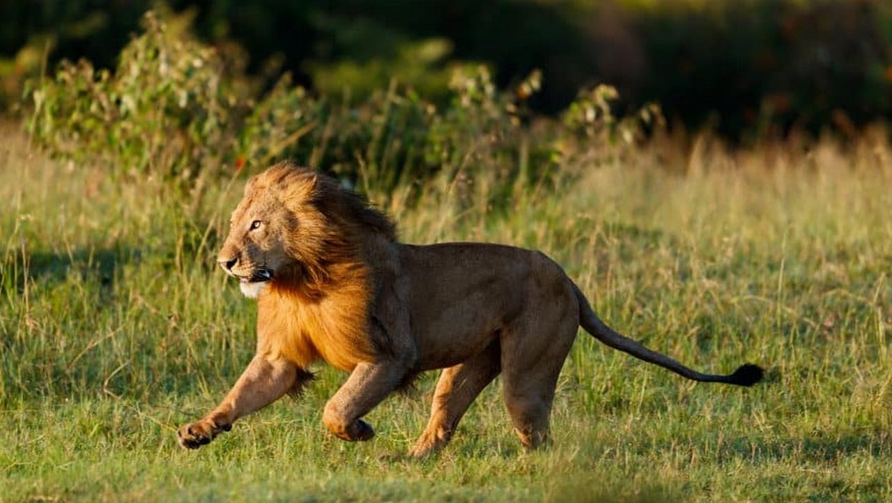 Скорость бега льва, фото