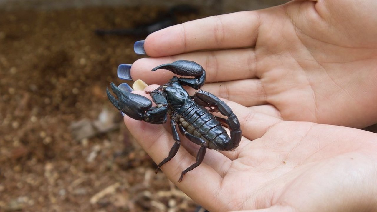 Скорпион домашнее животное, фото