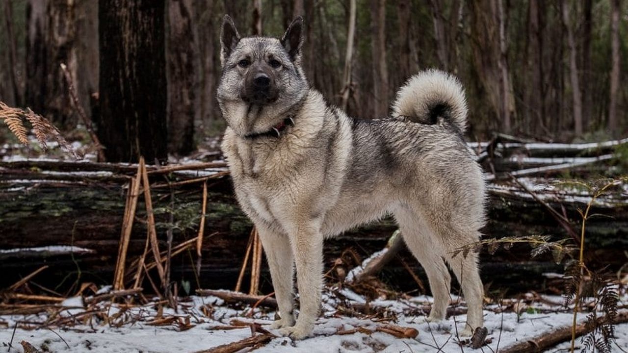 Собака Норвежский элкхаунд, фото