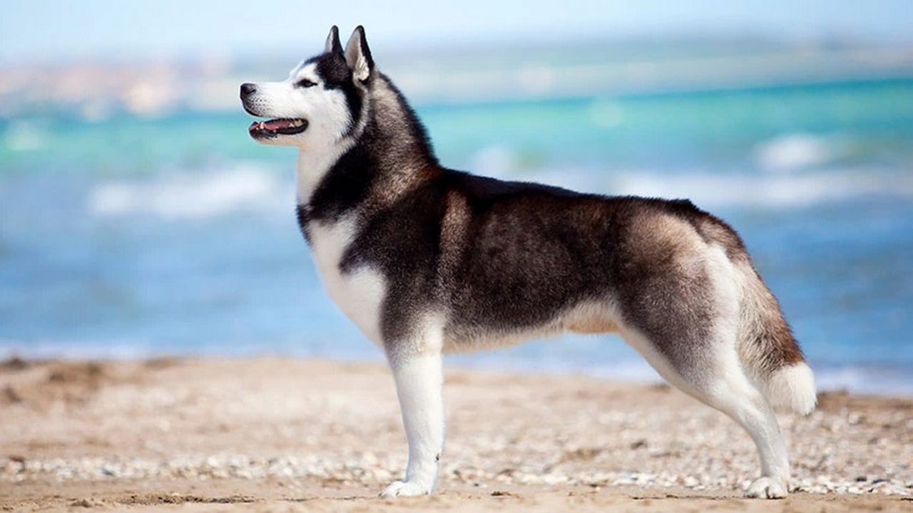 Собака Сибирский хаски, фото