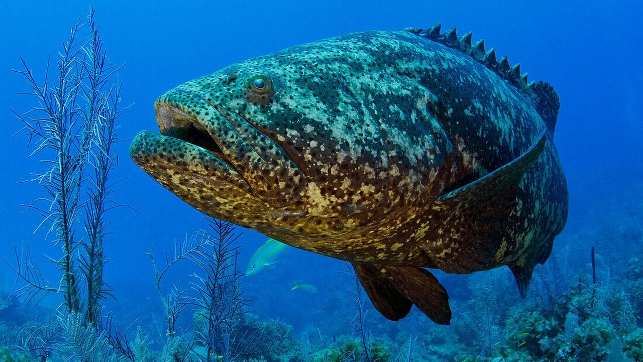 Атлантический гигантский групер одна из опасных рыб, фото