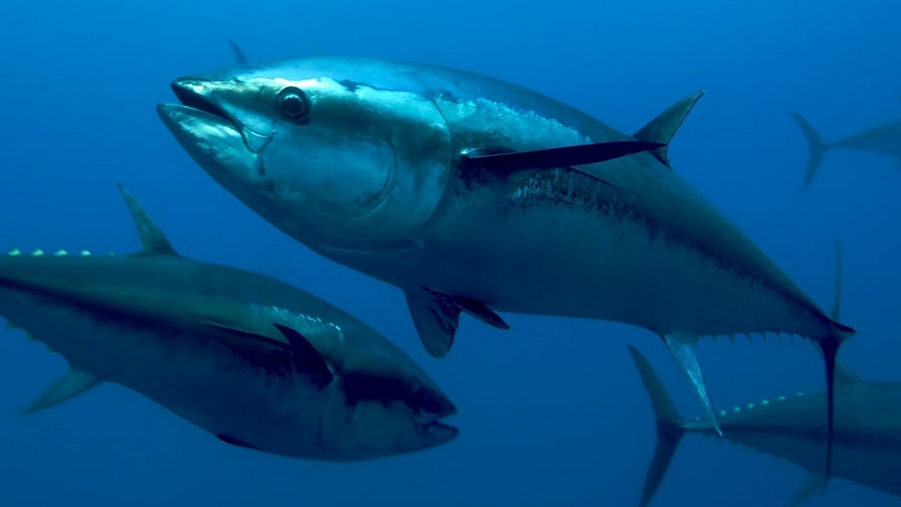 Атлантический голубой тунец быстро плавающее животное, фото