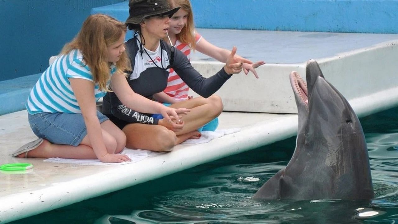 Дельфин умное животное, фото
