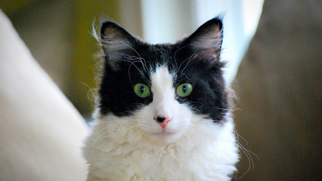 Кошка Лаперм с кисточками на ушах, фото