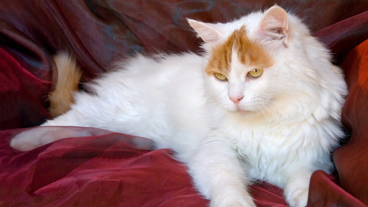 Кошка Турецкий Ван с кисточками на ушах, фото