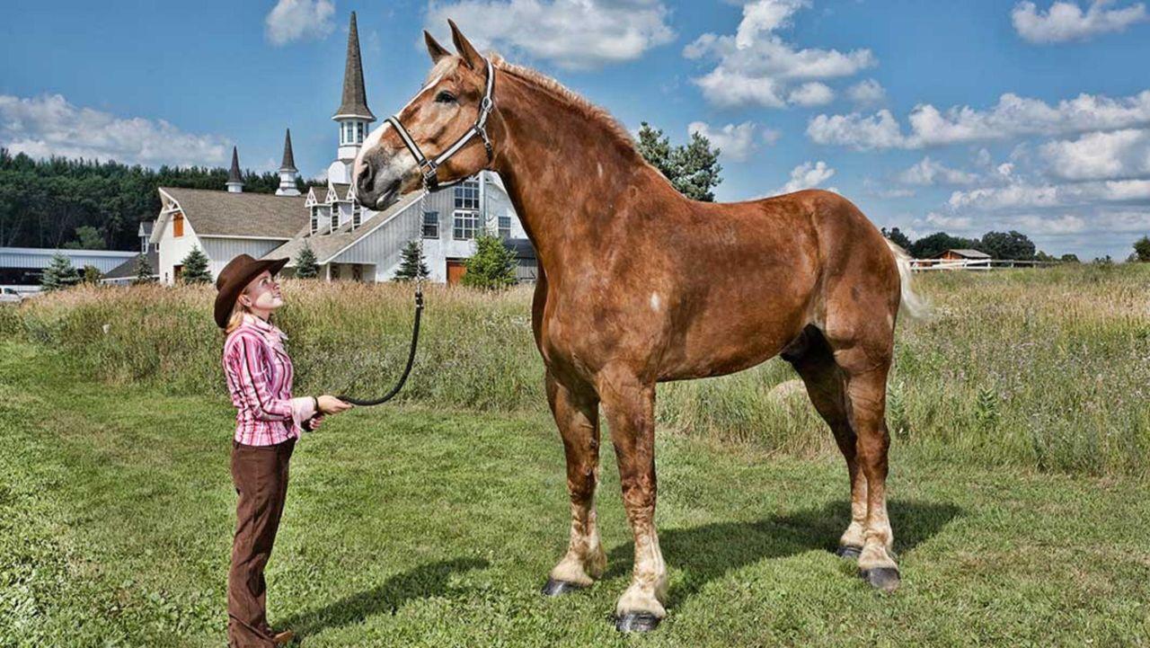 Лошадь породы Шайр самое высокое животное, фото