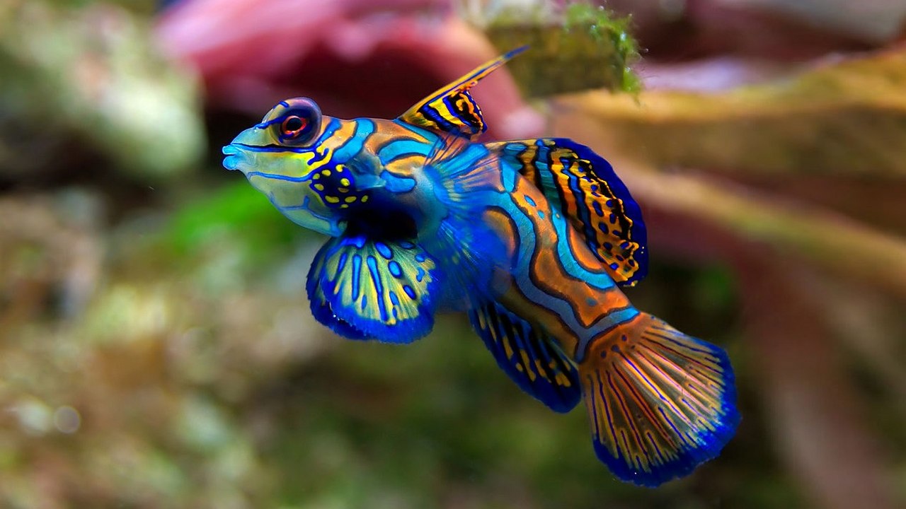 Мандаринка одна из ярких рыб, фото