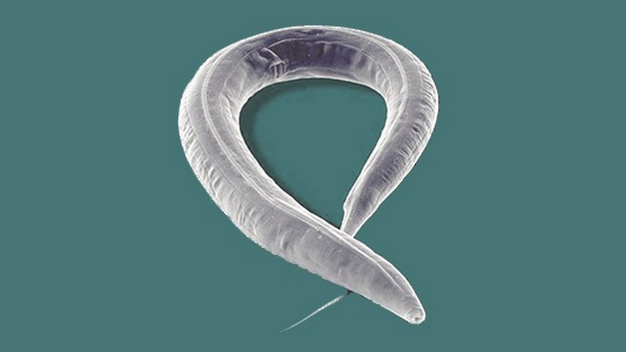 Нематода Caenorhabditis elegans животное с маленьким мозгом, фото