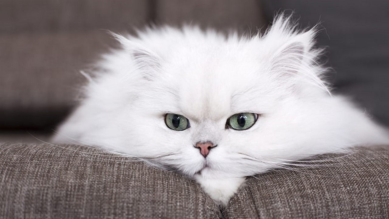 Персидская кошка с кисточками на ушах, фото