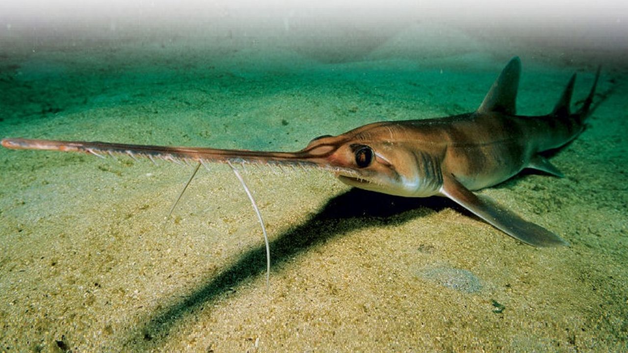 Пилоносная акула электрическая рыба, фото