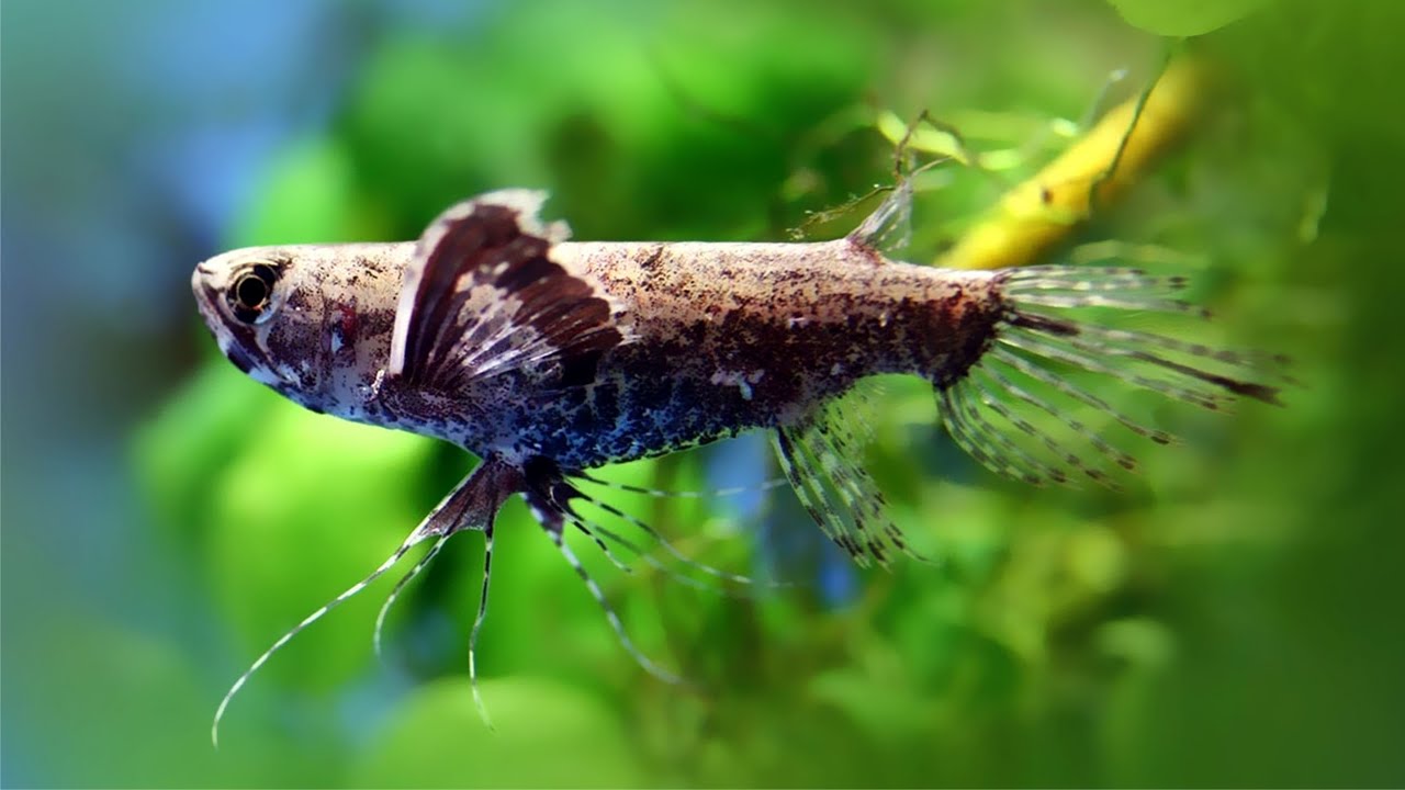 Рыба-бабочка одна из ярких рыб, фото