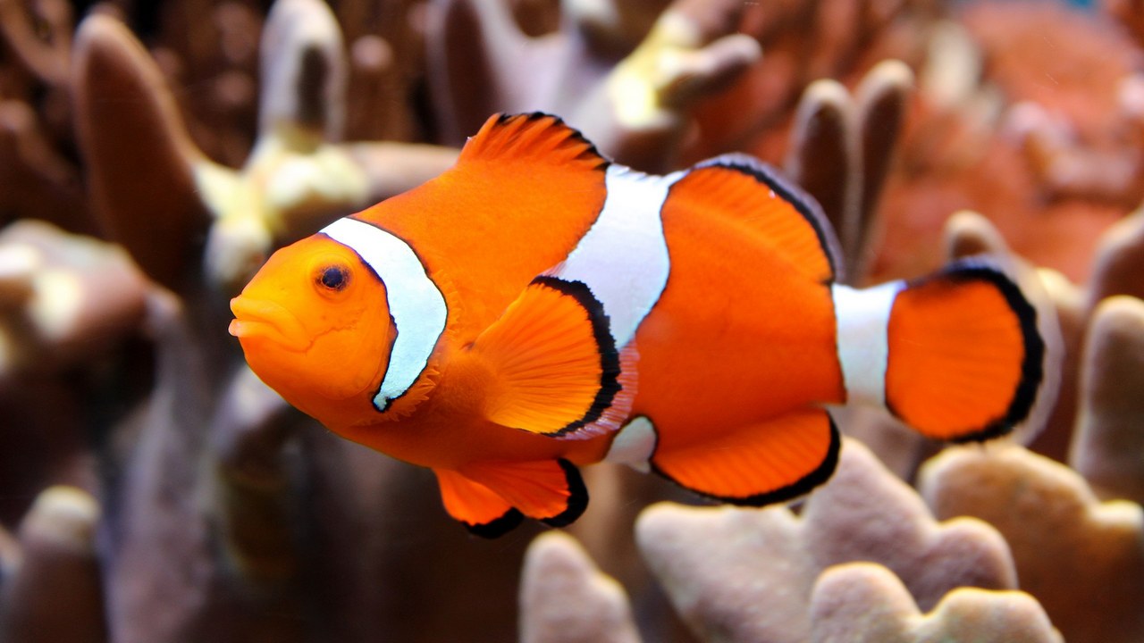 Рыба-клоун одна из ярких рыб, фото