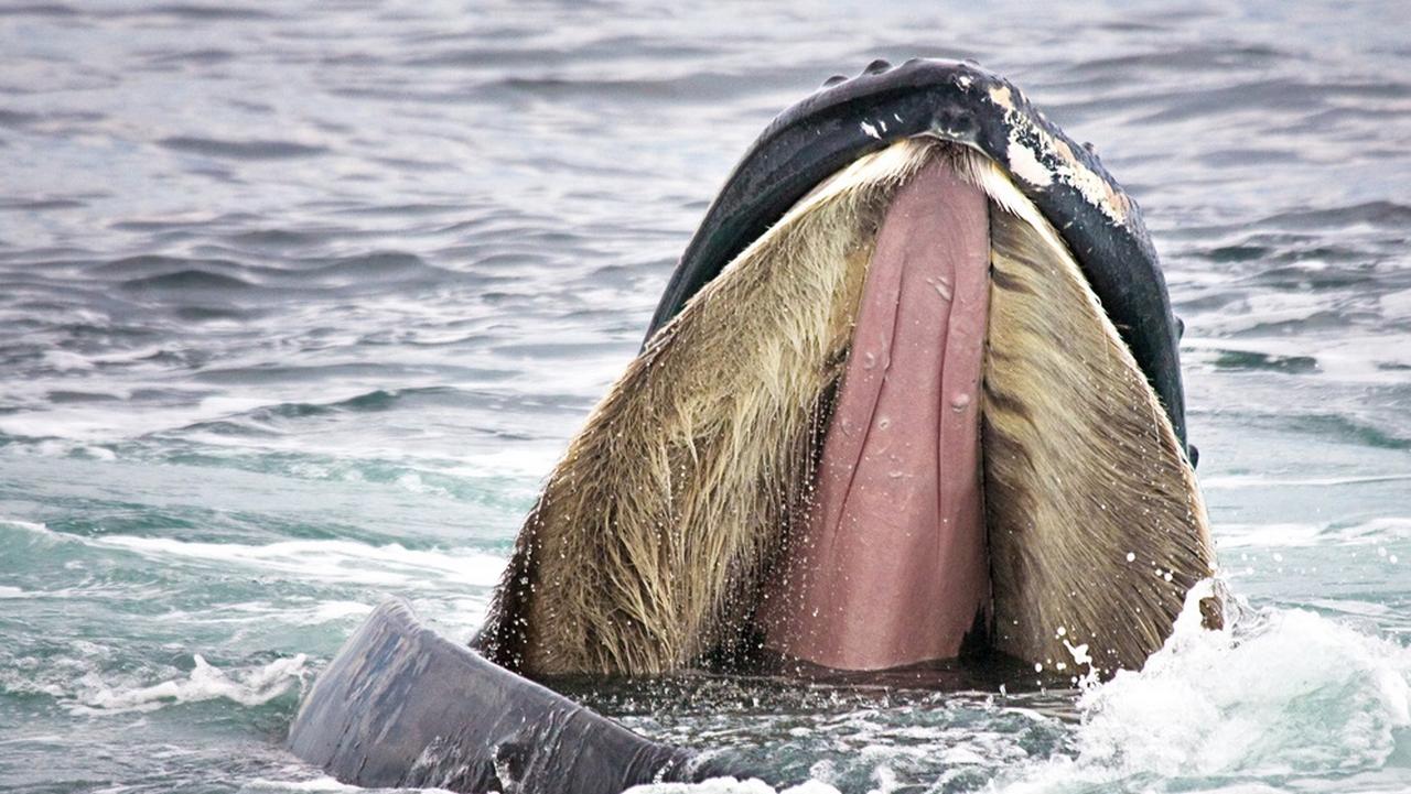 Синий кит животное с длинным языком, фото