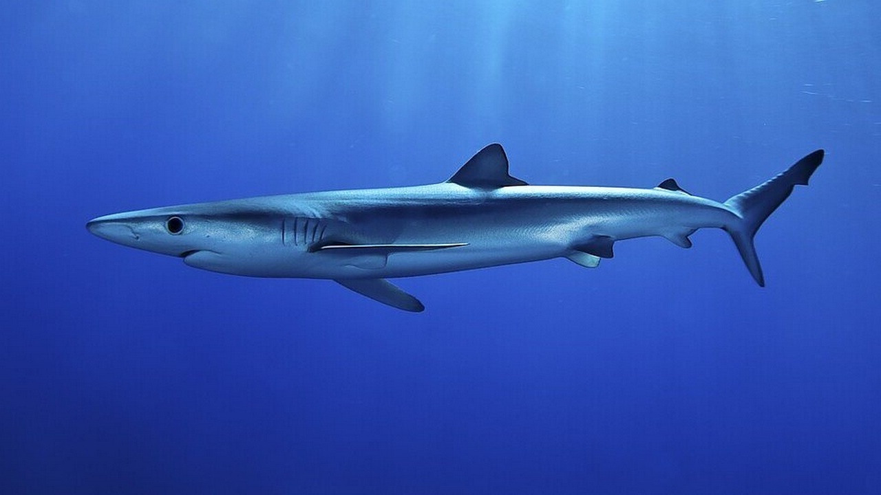 Синяя акула быстро плавающее животное, фото