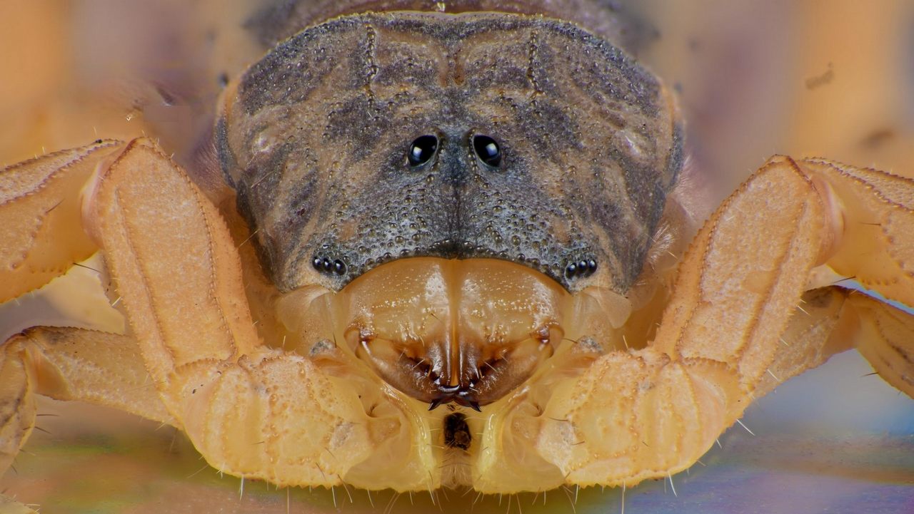 Скорпион животное у которого больше двух глаз, фото