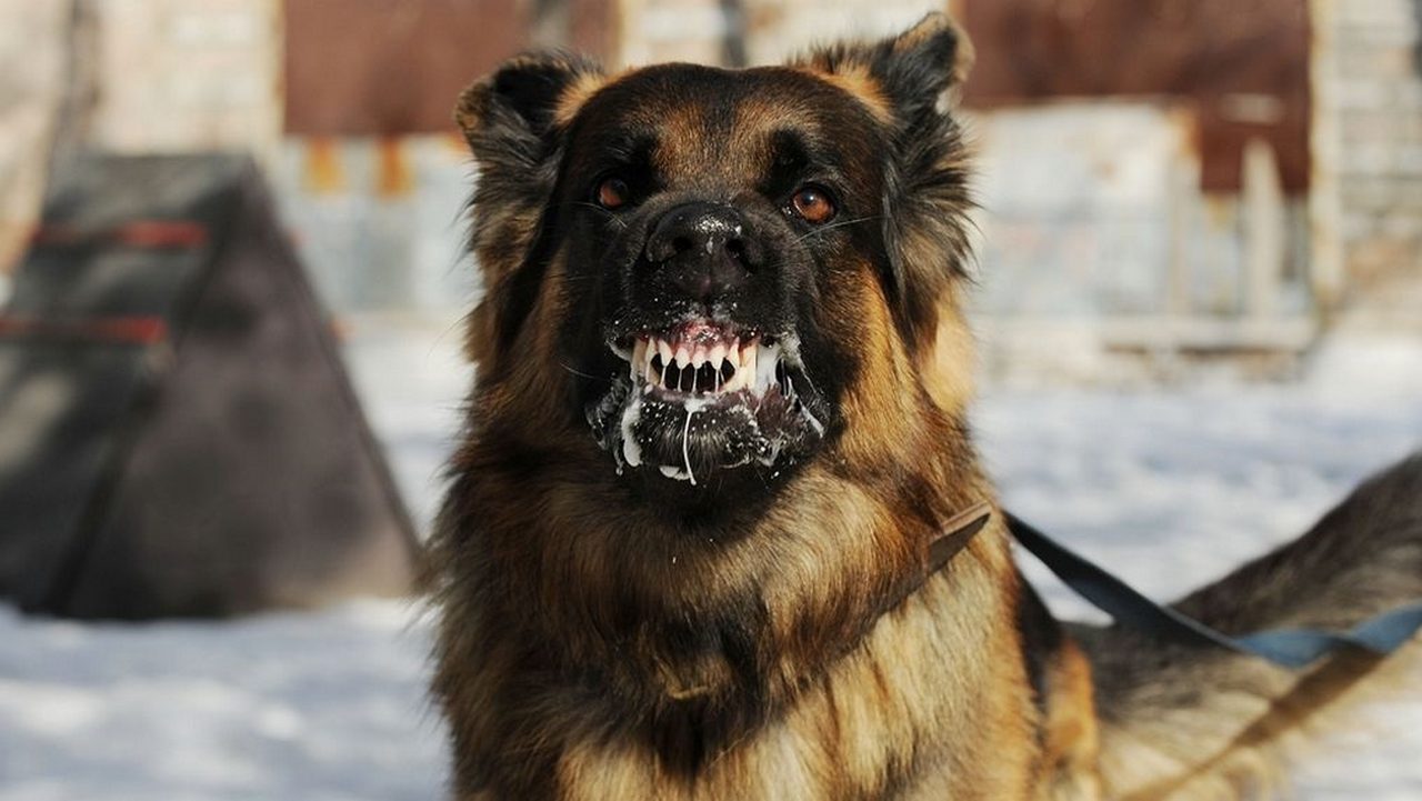 Собака опасное животное России, фото