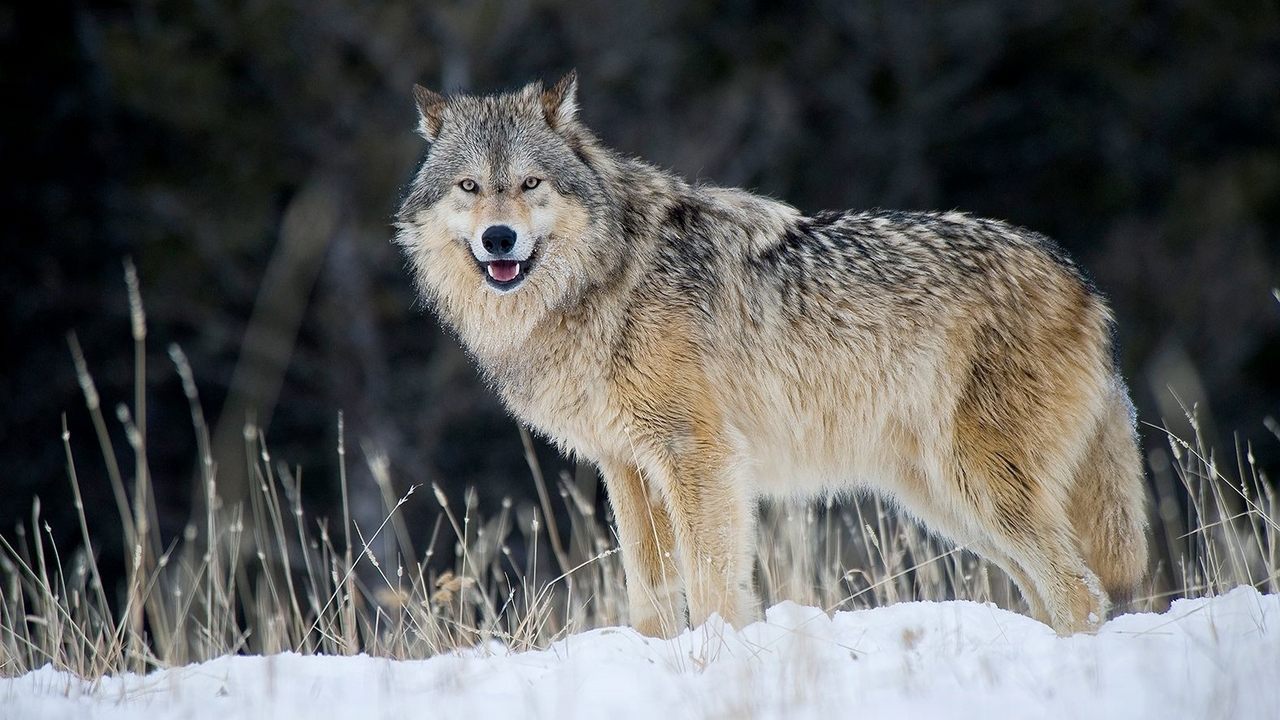Волк опасное животное России, фото