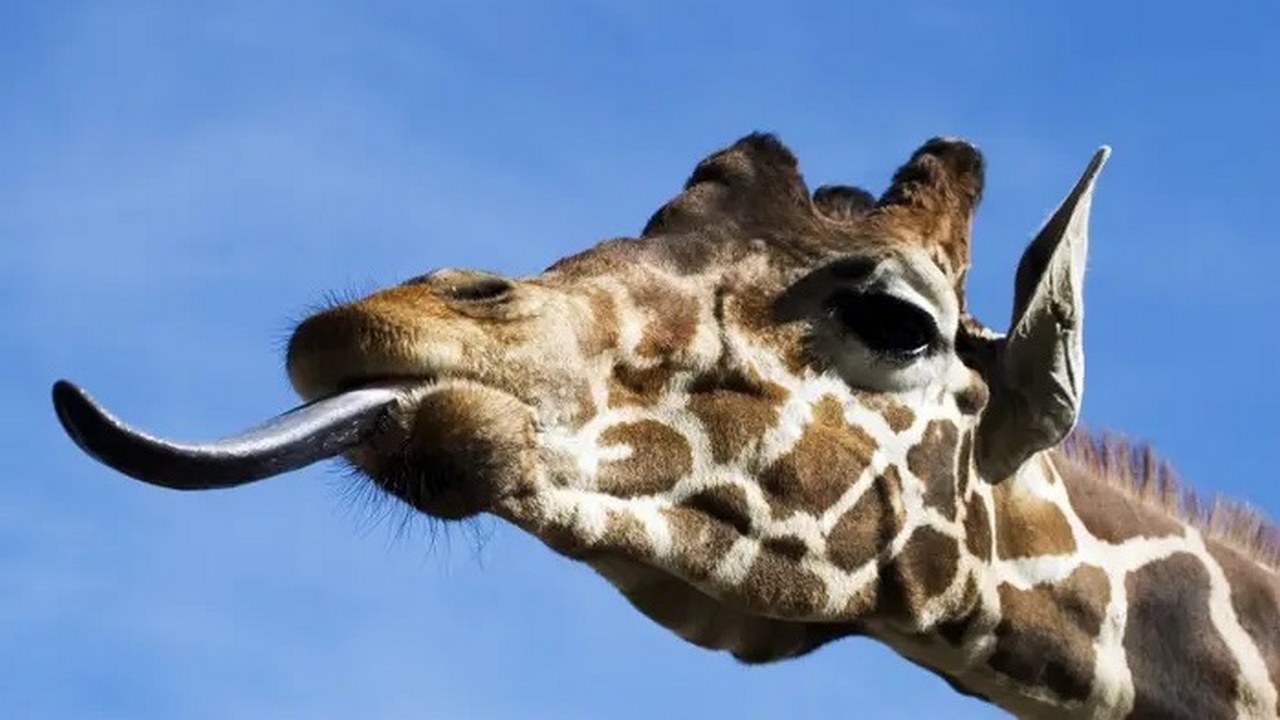 Жираф животное с длинным языком, фото