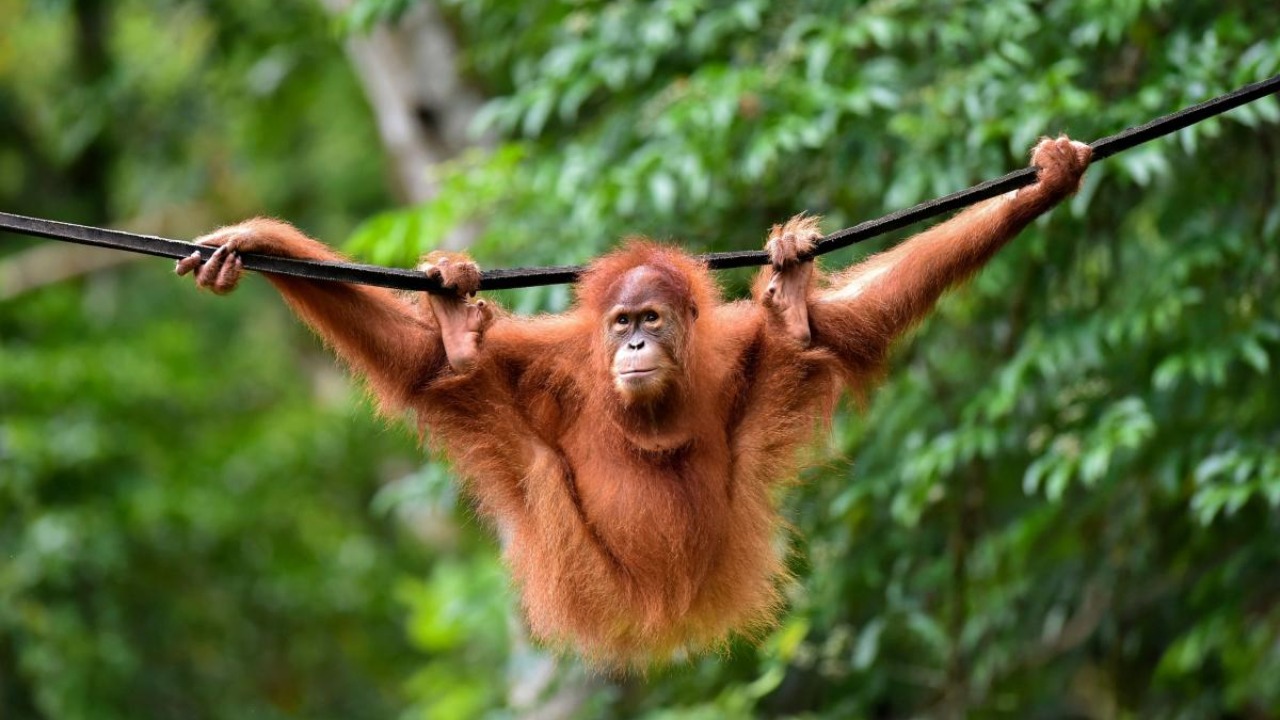 Самое популярное животные Орангутанг, фото