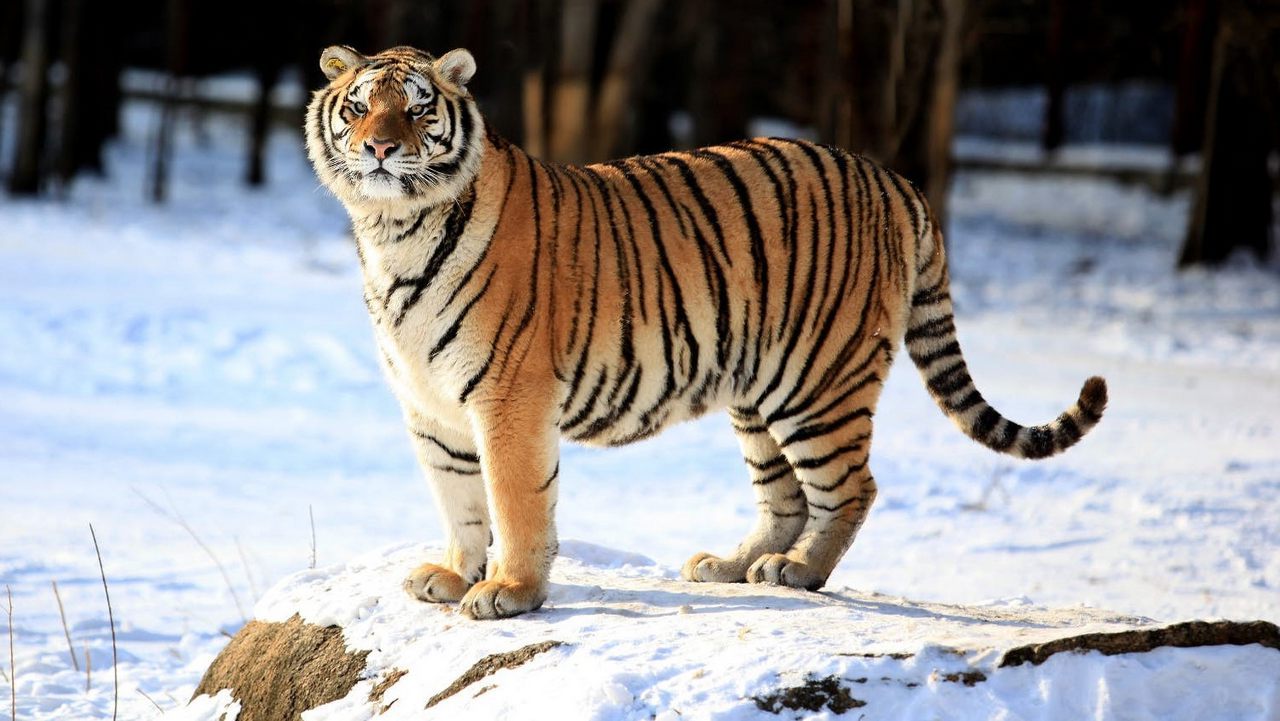 Животное Амурский тигр, фото