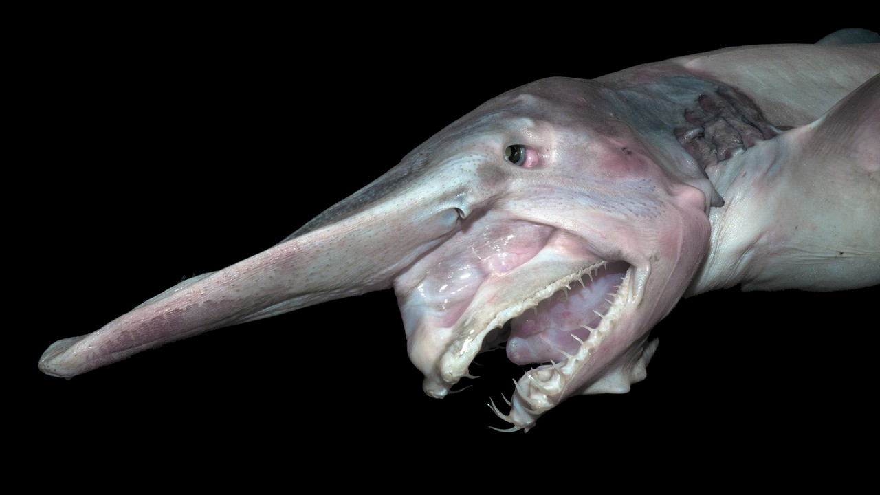 Акула-гоблин самое мерзкое животное, фото