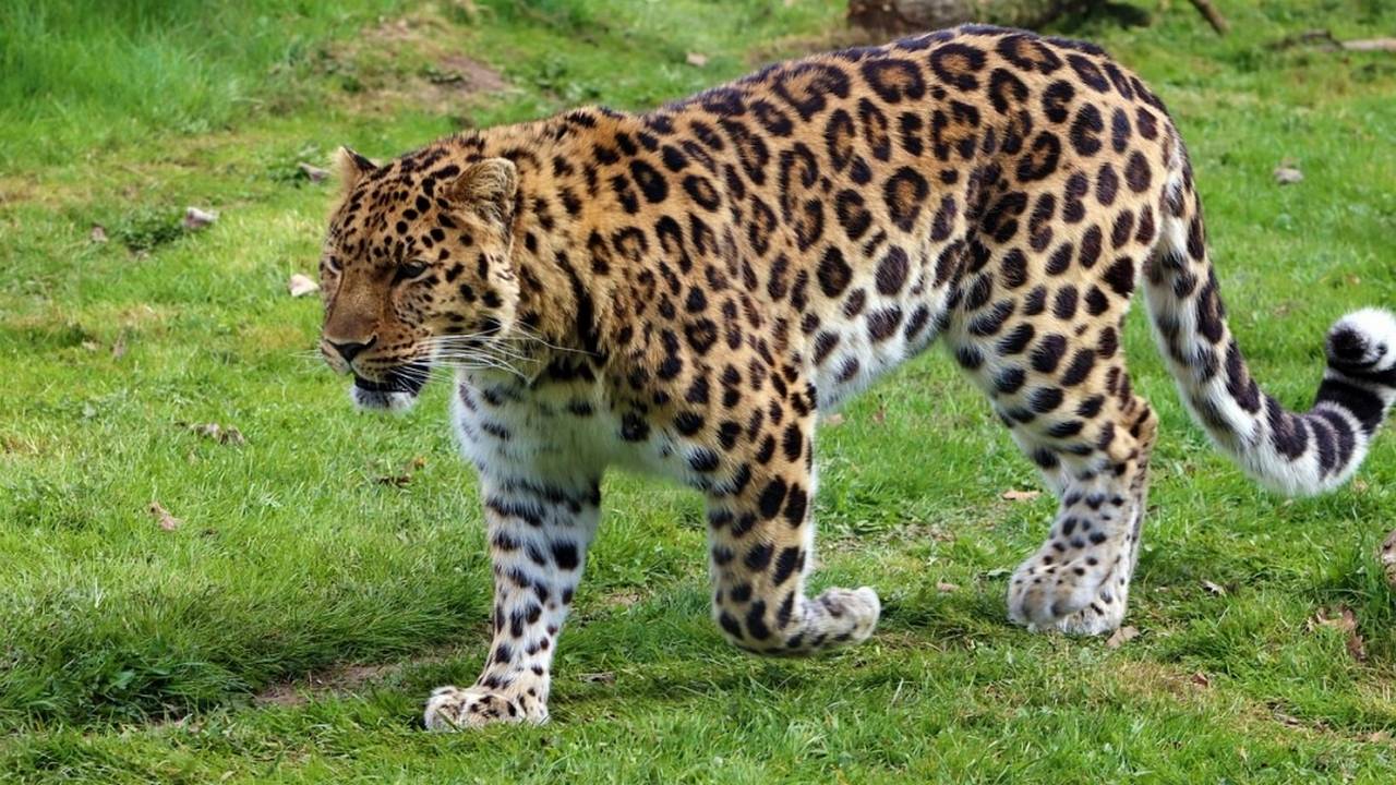 Дальневосточный леопард редкое животное России, фото