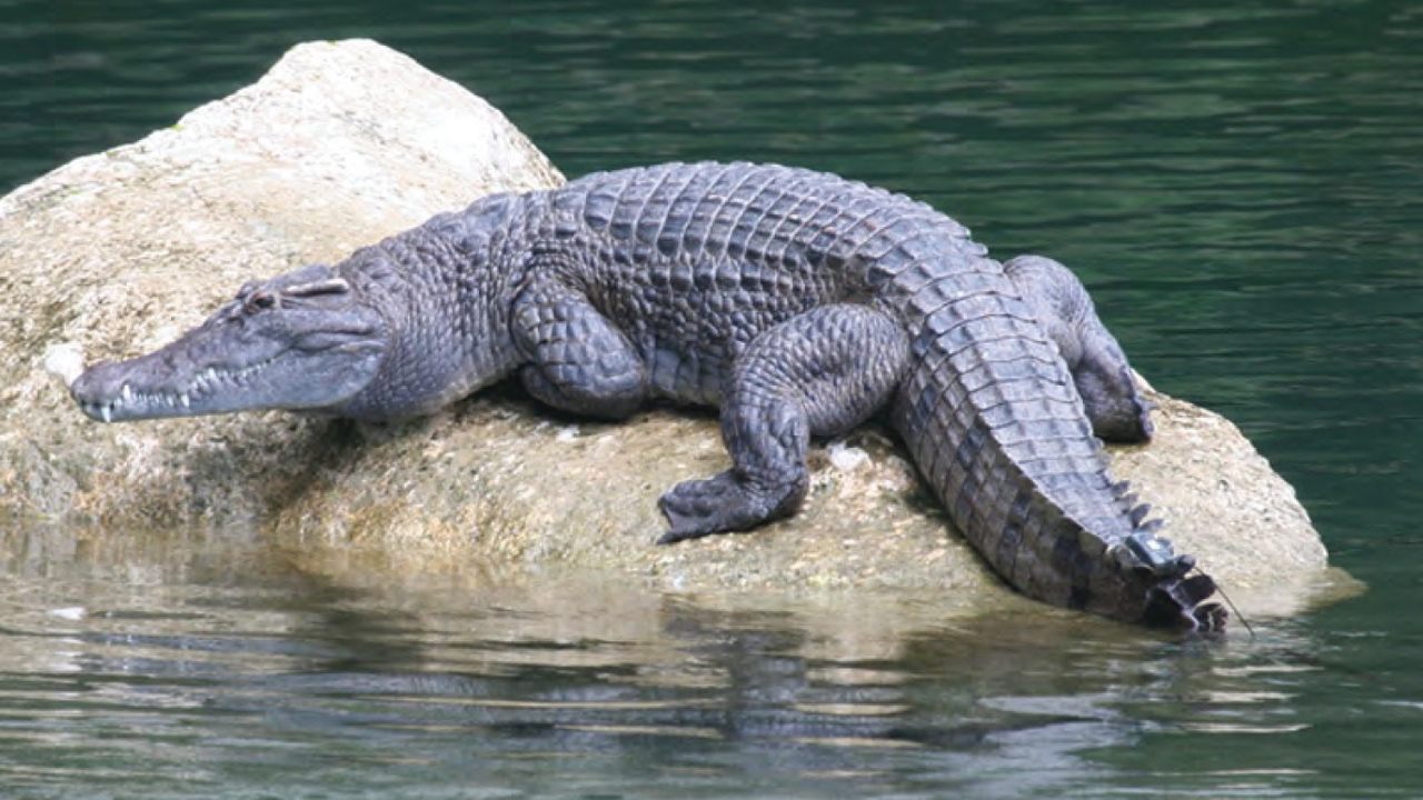 Филиппинский крокодил самое редкое животное, фото