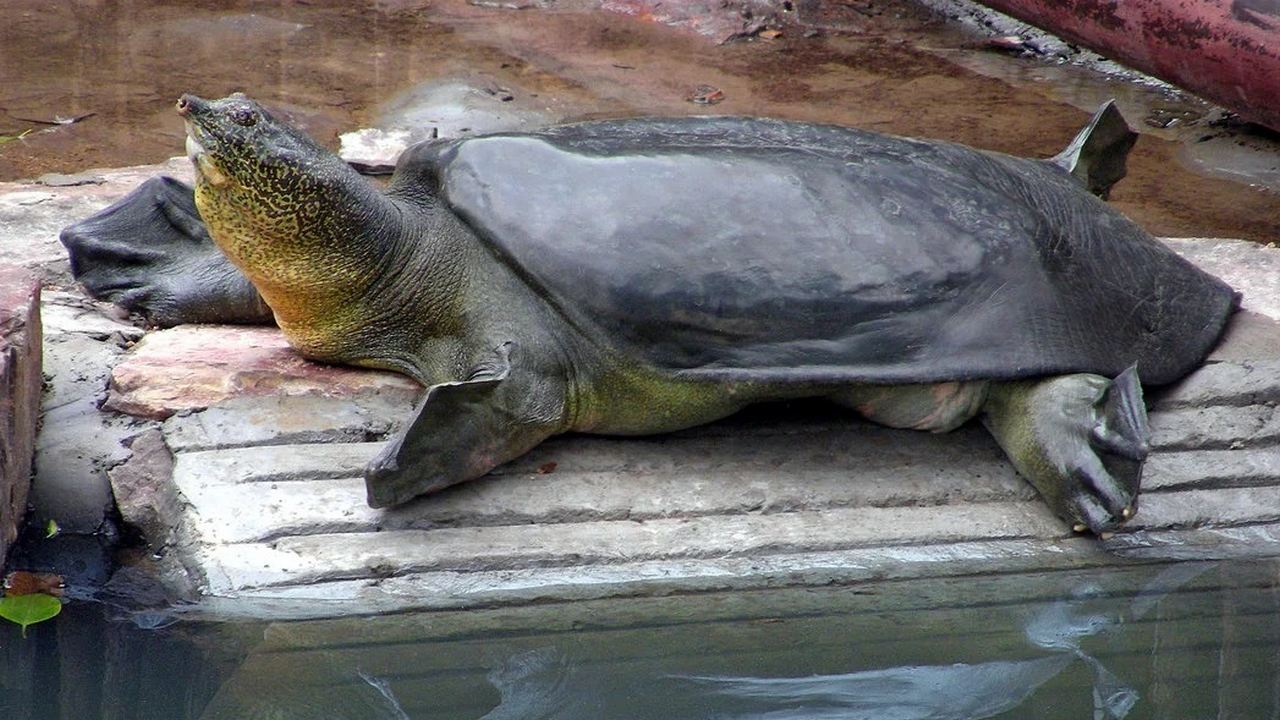 Гигантская софтшелловая черепаха Янцзы самое редкое животное, фото