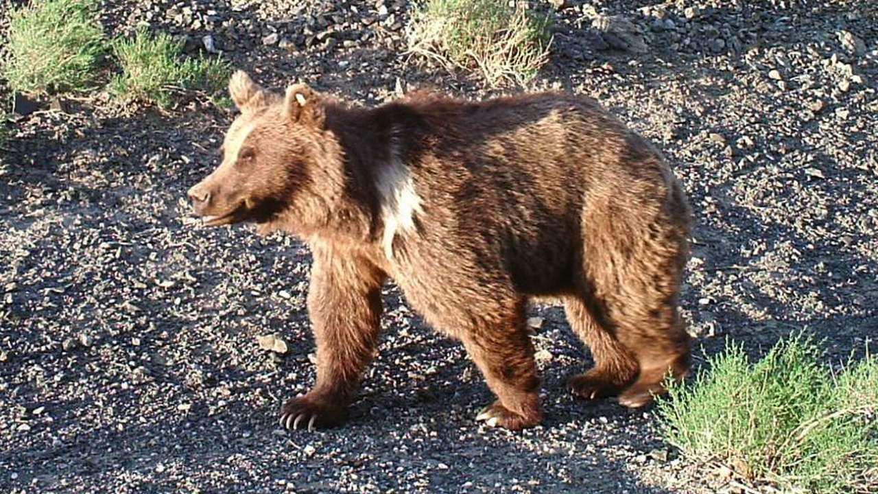 Гобийский бурый медведь самое редкое животное, фото