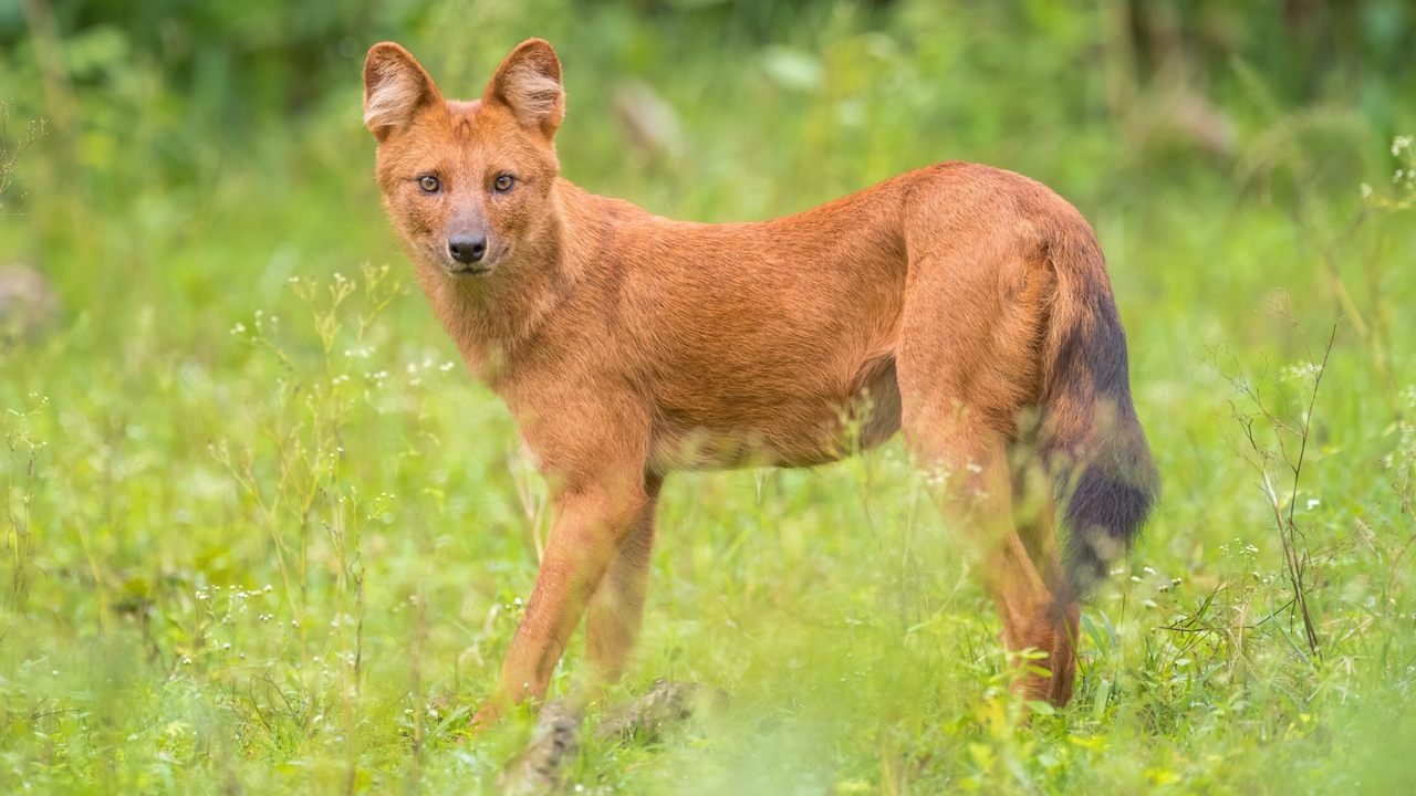 Красный волк редкое животное России, фото