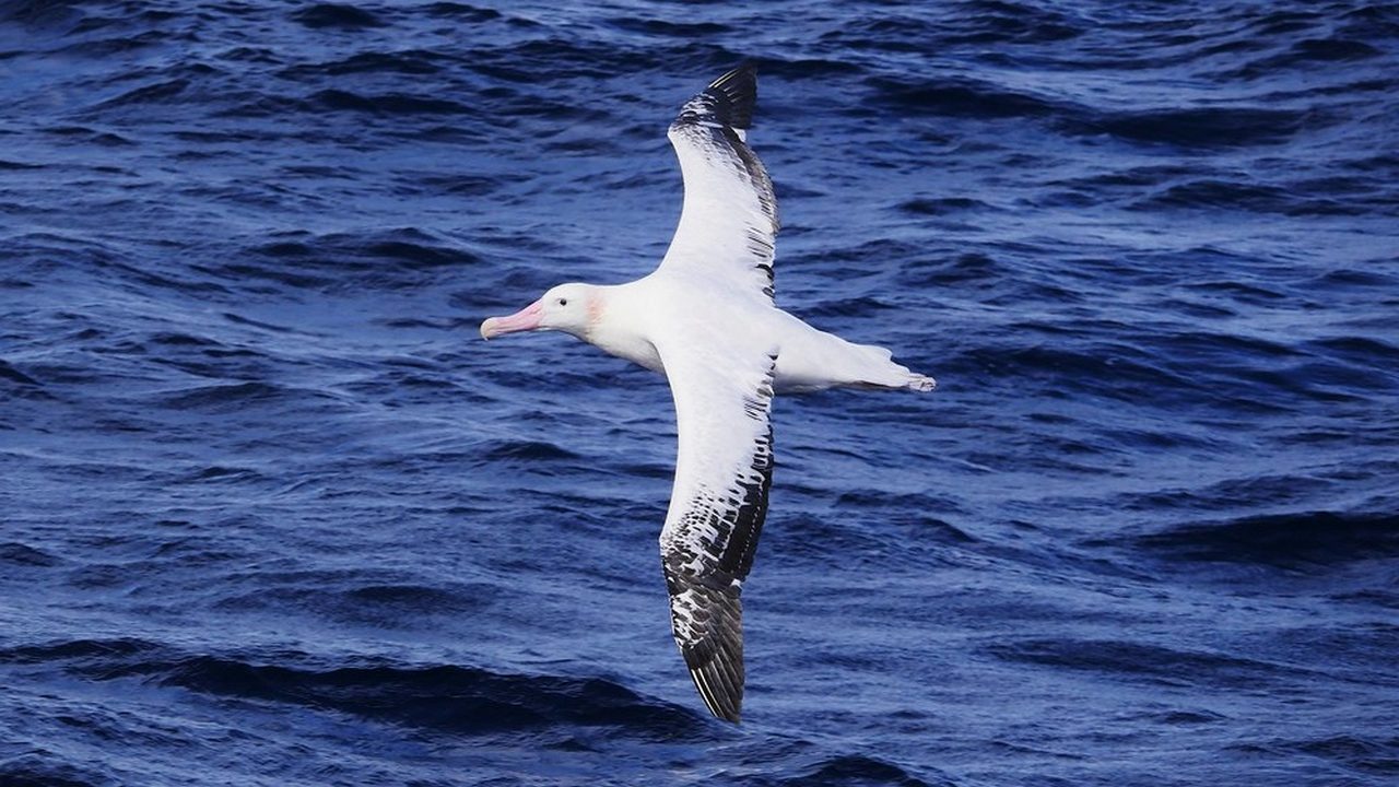 Птица Странствующий альбатрос, фото