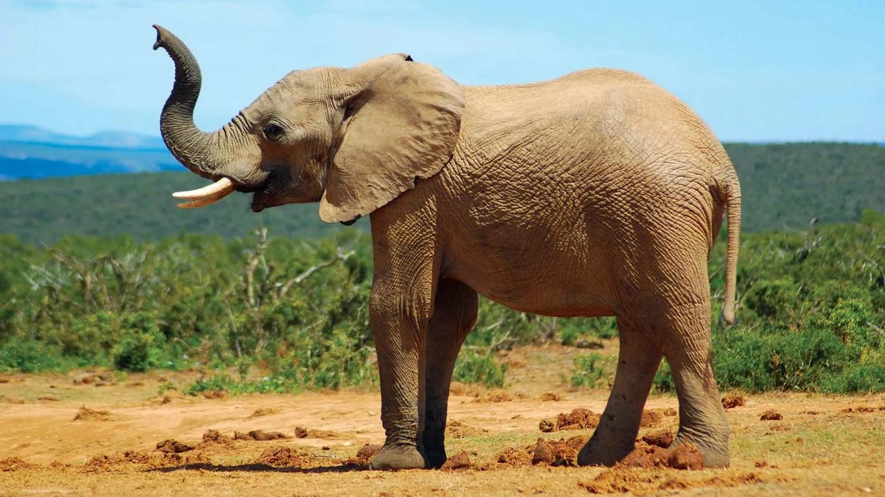 Слон животные с самым развитым обонянием, фото