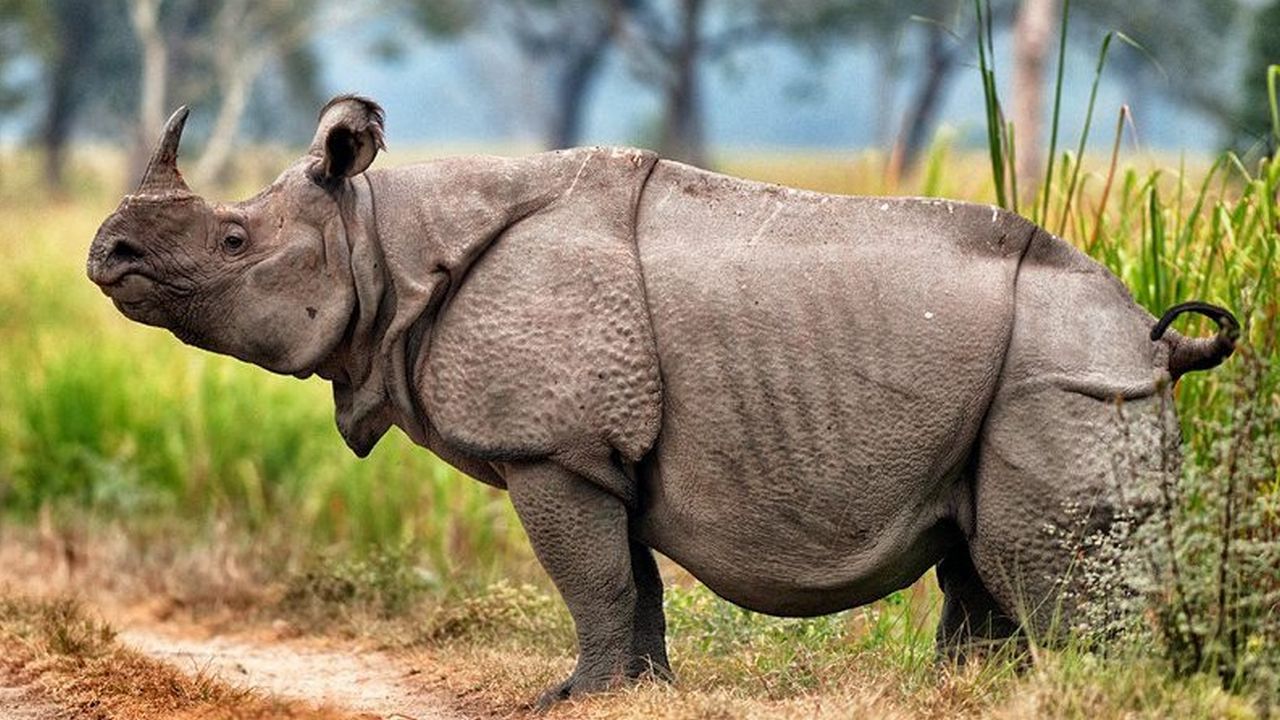 Яванский носорог самое редкое животное, фото