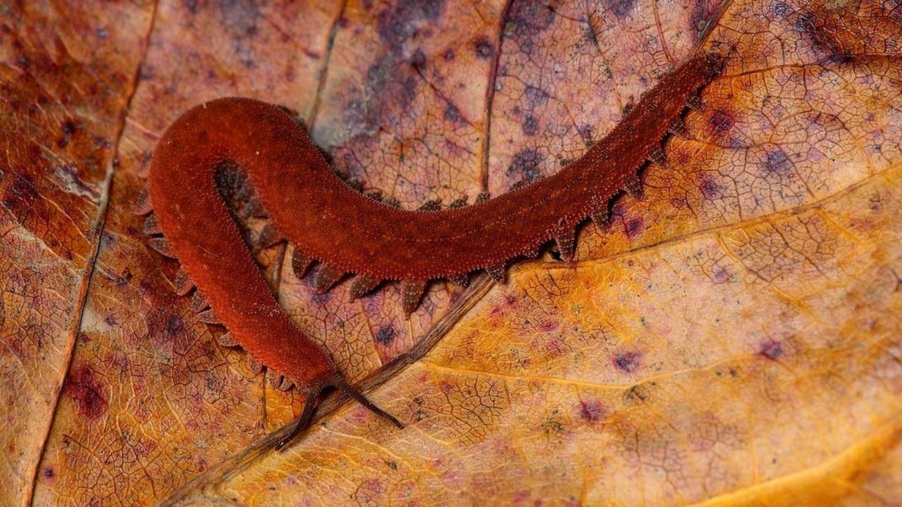 Бархатный червь, беременное животное, фото