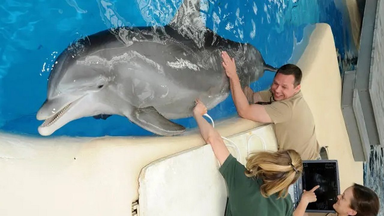 Дельфин, беременное животное, фото