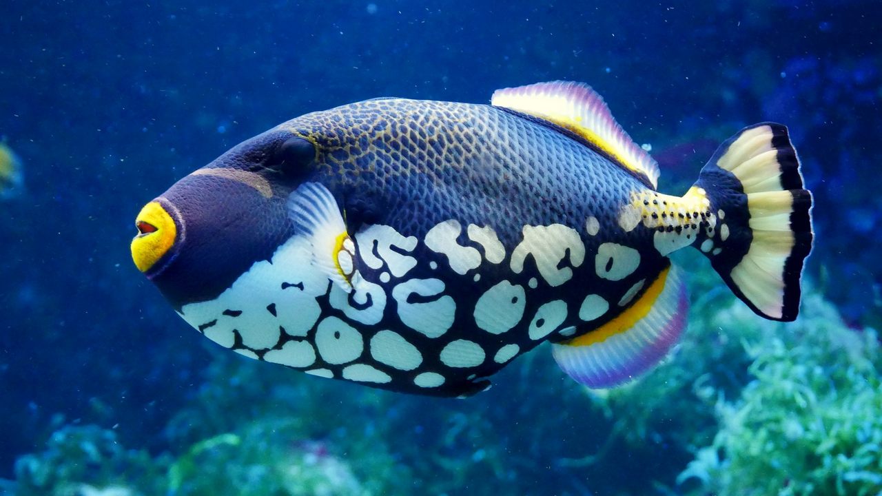 Крупнопятнистый спинорог, самая красивая рыба, фото