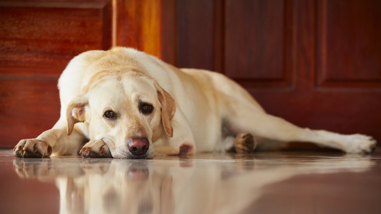Лабрадор-ретривер, грустная собака, фото