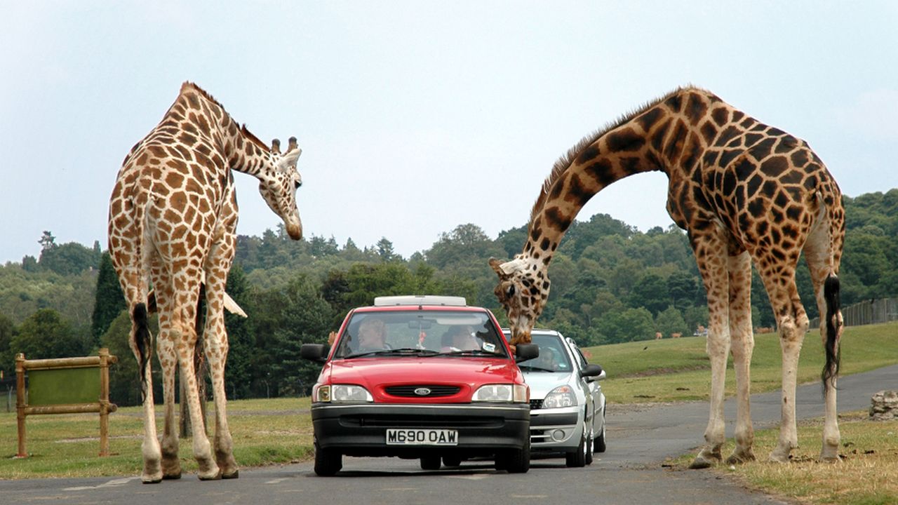 Насколько Жираф выше человека, фото