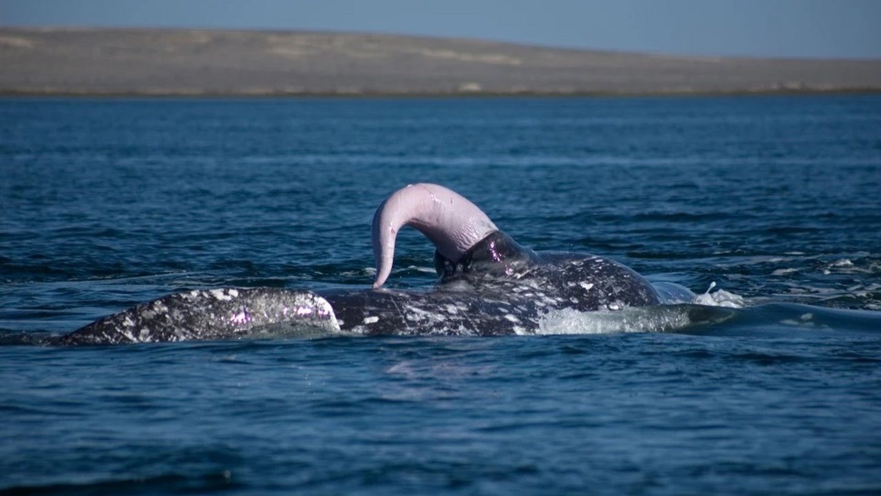 Половой орган Синиго кита, фото